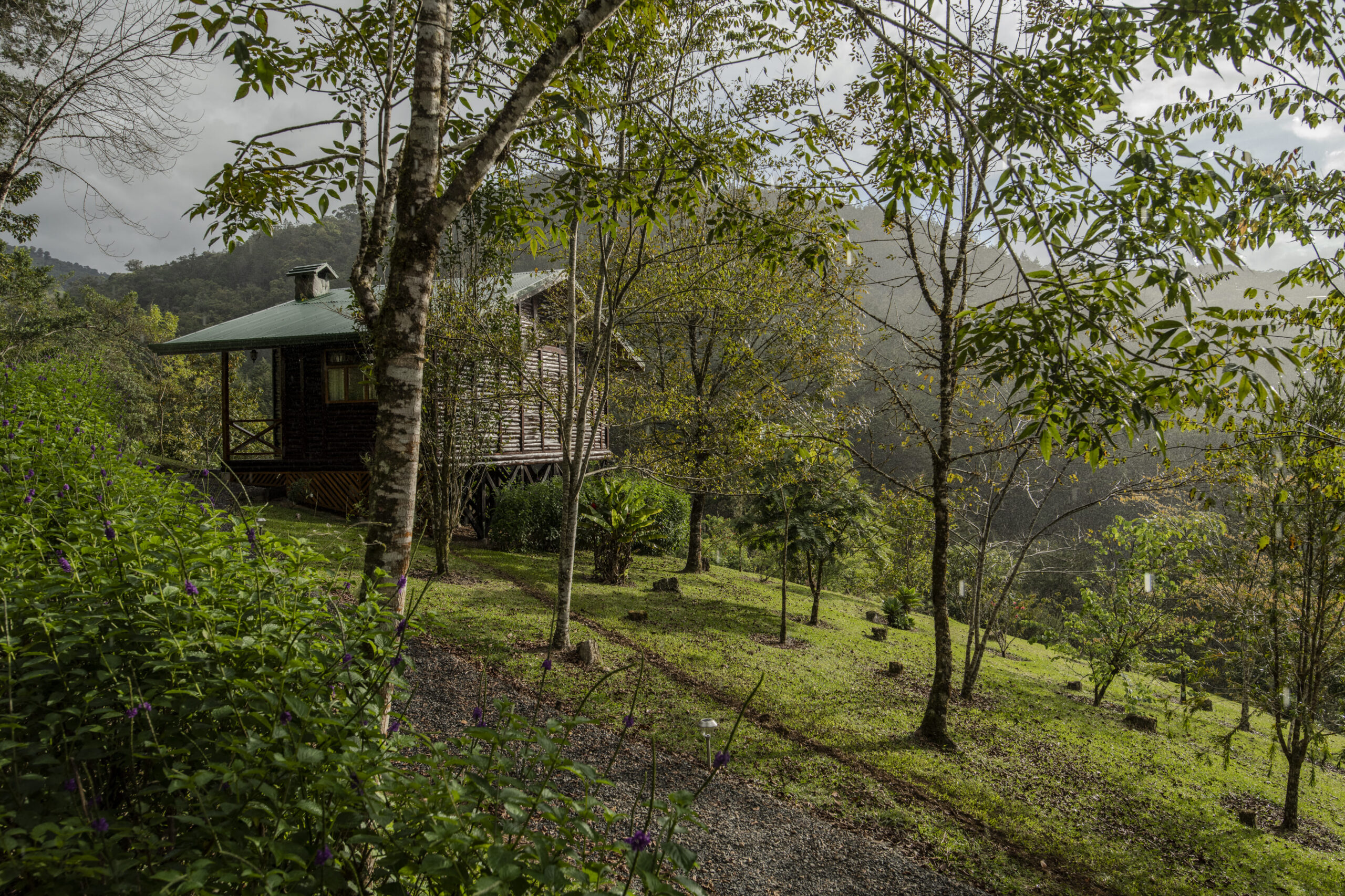 Verdesana cloud forest