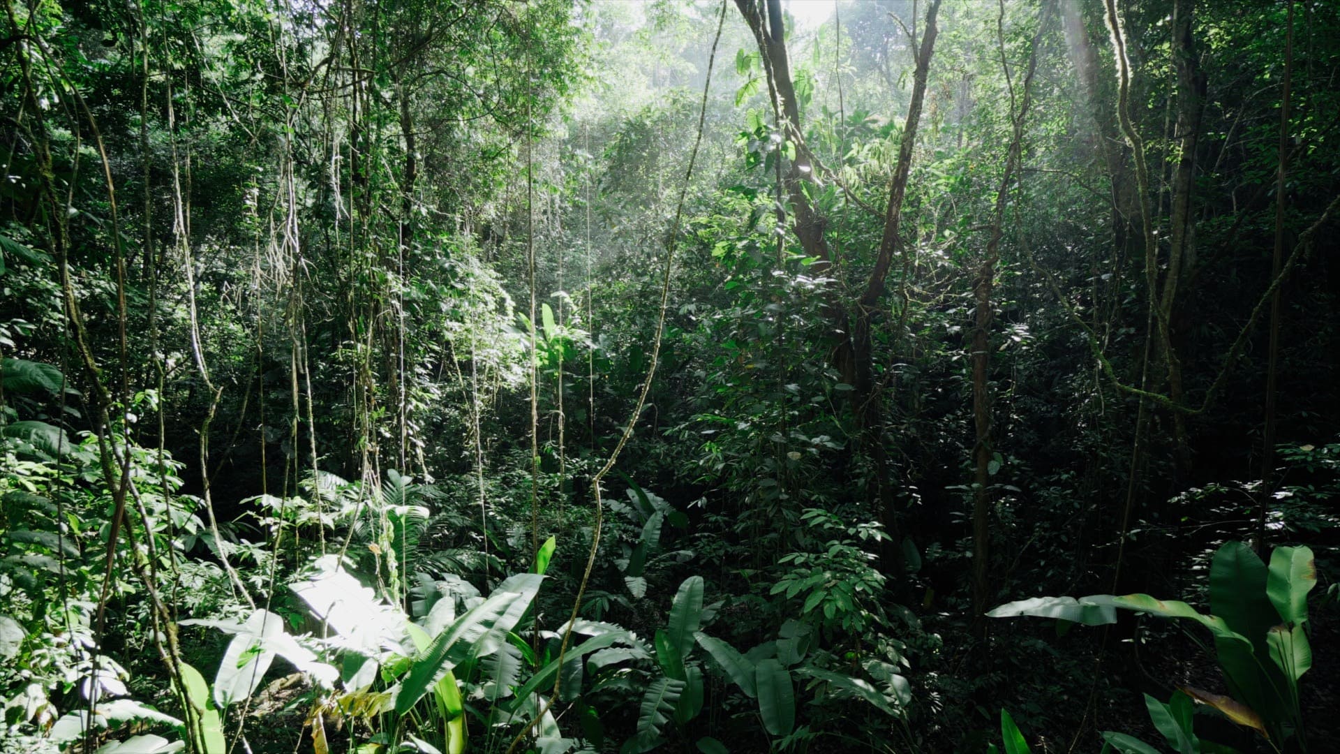 Rainforest canopy