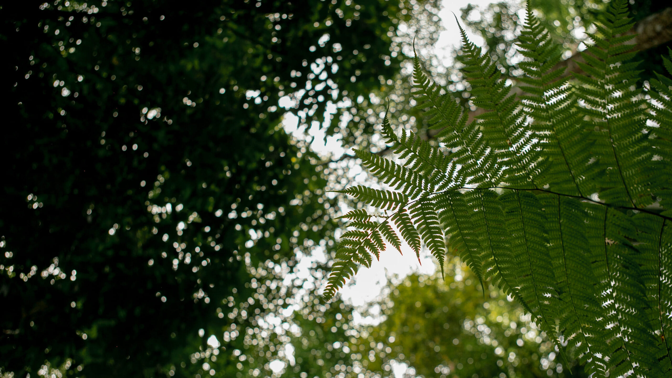 Trees and natural setting