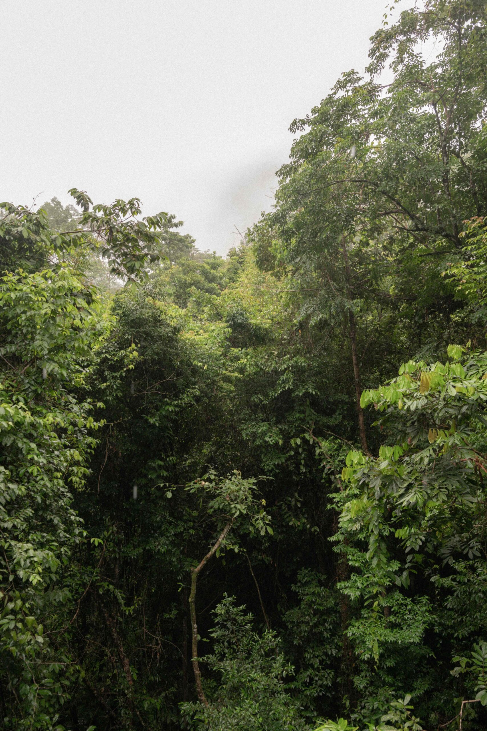 Green tropical vista